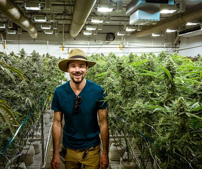 Cannabis plant with hand behind it